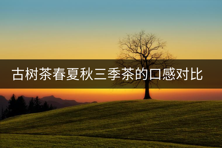 古樹茶春夏秋三季茶的口感對(duì)比，尤其是回甘方面有什么不同？