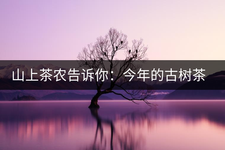 山上茶農(nóng)告訴你：今年的古樹茶為什么那么貴？