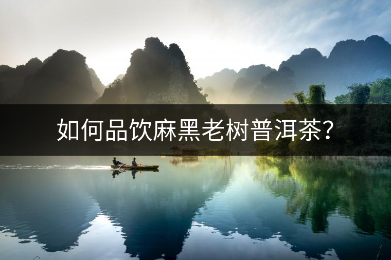 如何品飲麻黑老樹普洱茶？