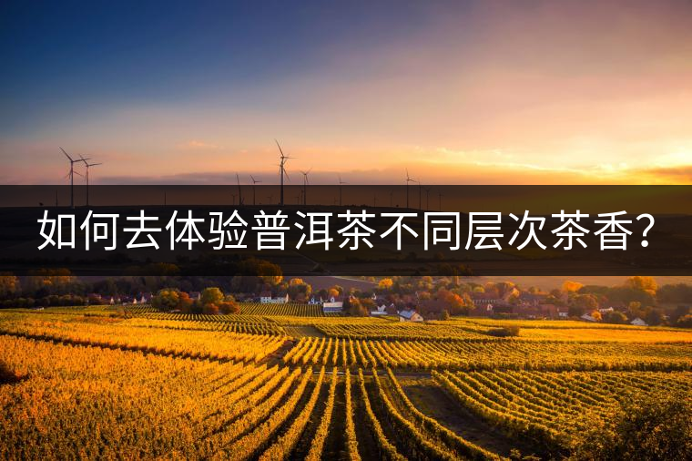 如何去體驗(yàn)普洱茶不同層次茶香？