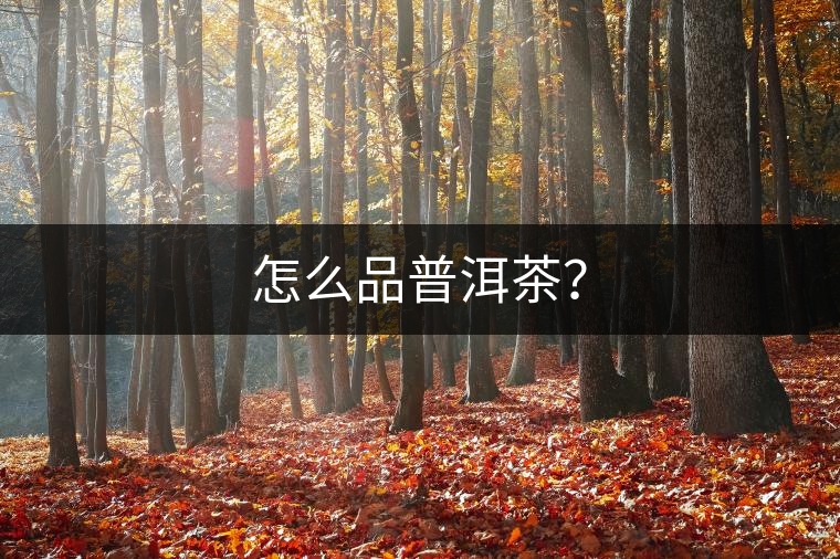 怎么品普洱茶？