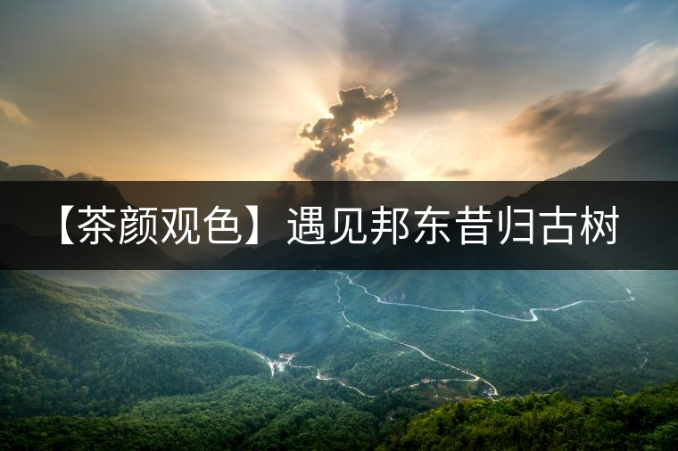 【茶顏觀色】遇見邦東昔歸古樹之美