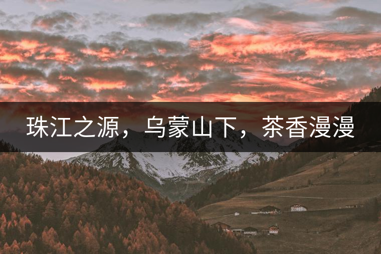 珠江之源，烏蒙山下，茶香漫漫