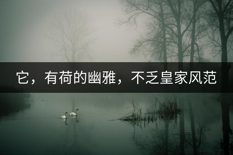 它，有荷的幽雅，不乏皇家風(fēng)范