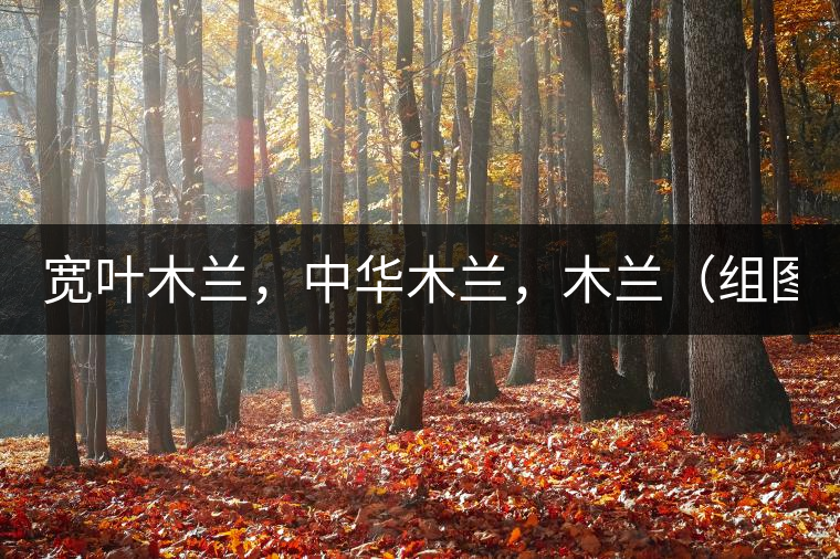 寬葉木蘭，中華木蘭，木蘭（組圖）