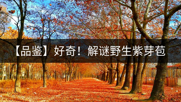 【品鑒】好奇！解謎野生紫芽苞的口感