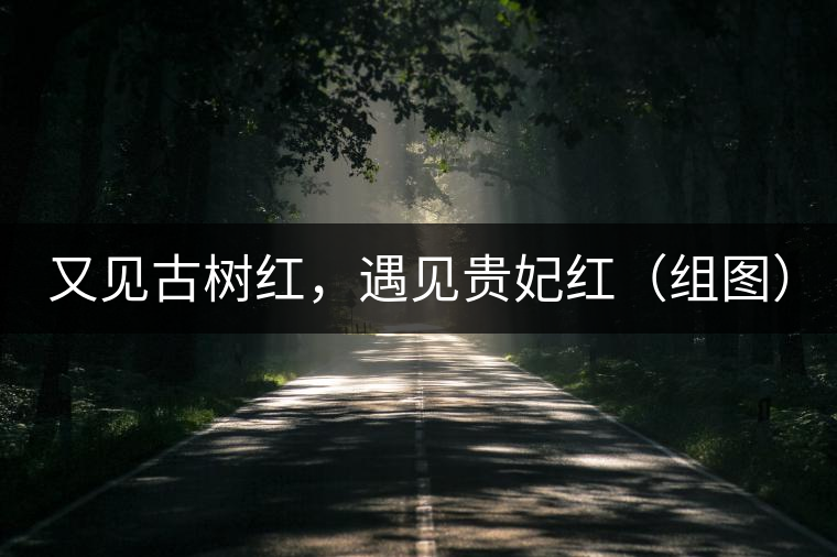 又見古樹紅，遇見貴妃紅（組圖）