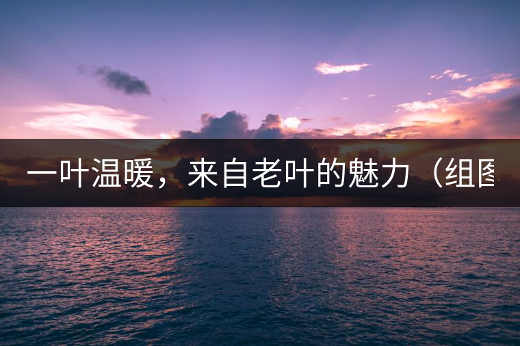 一葉溫暖，來自老葉的魅力（組圖）