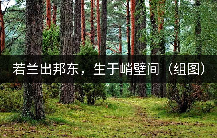 若蘭出邦東，生于峭壁間（組圖）