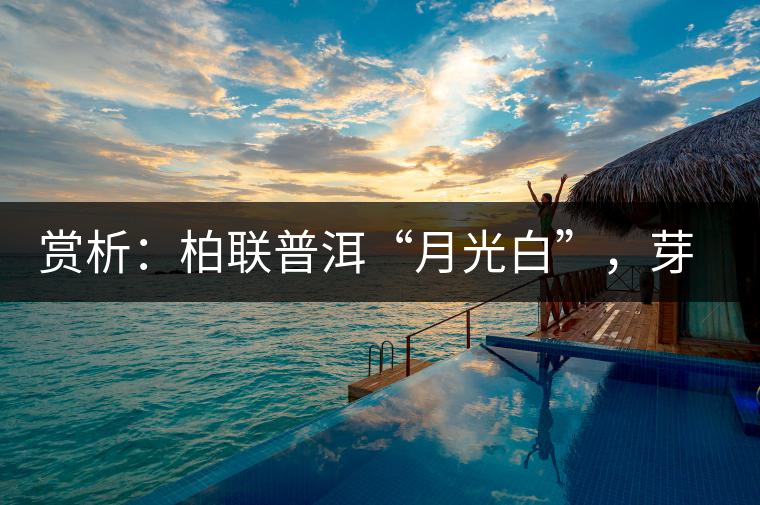 賞析：柏聯普洱“月光白”，芽白葉黑香甜四溢