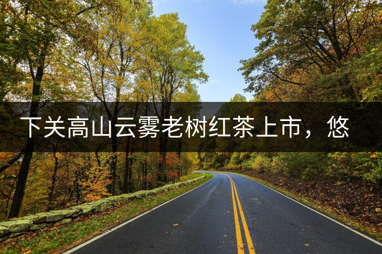 下關高山云霧老樹紅茶上市，悠悠春茶香