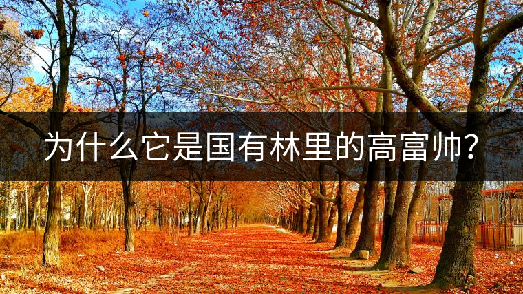 為什么它是國(guó)有林里的高富帥？