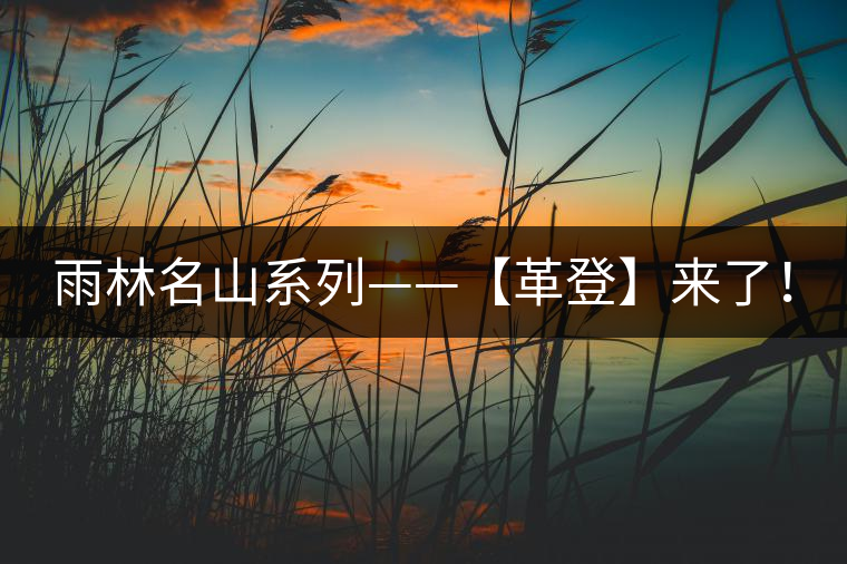 雨林名山系列——【革登】來了！