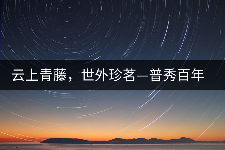 云上青藤，世外珍茗—普秀百年藤條茶即將上市