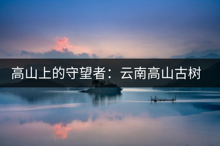 高山上的守望者：云南高山古樹餅茶