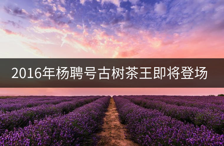 2016年楊聘號古樹茶王即將登場！