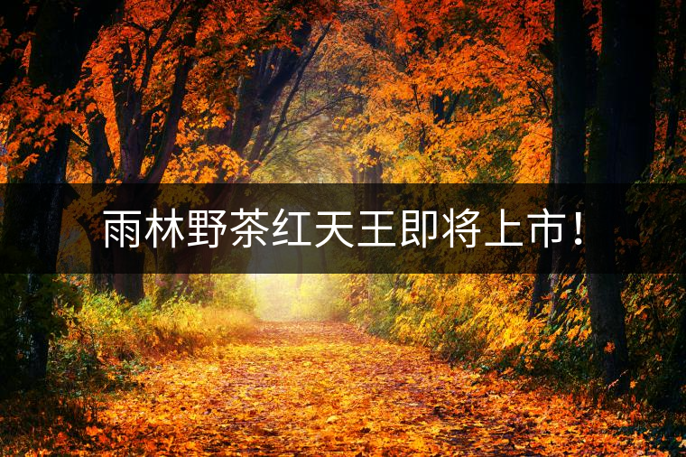 雨林野茶紅天王即將上市！