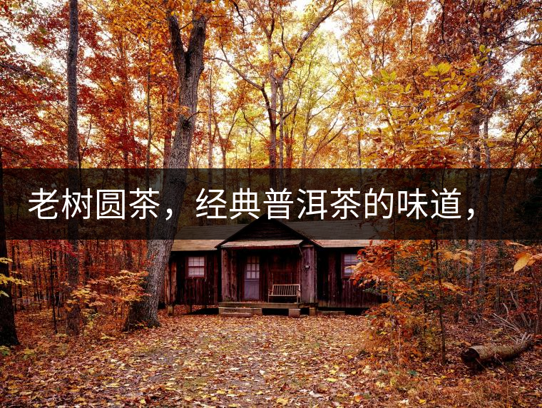 老樹圓茶，經(jīng)典普洱茶的味道，即將上市