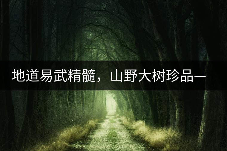 地道易武精髓,山野大樹珍品—普秀易武生態(tài)喬木圓茶即將上市 地道易武精髓,山野大樹珍品—普秀易武生態(tài)喬木圓茶即將上市