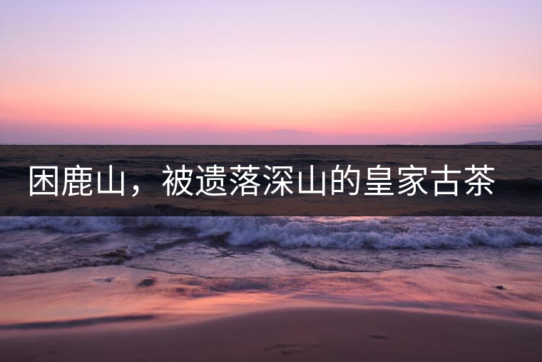 困鹿山，被遺落深山的皇家古茶園