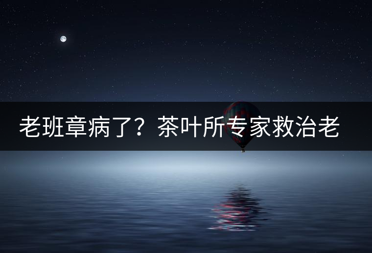 老班章病了？茶葉所專家救治老班章古茶樹