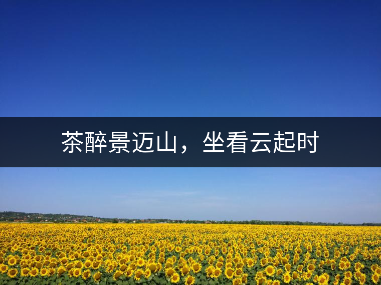 茶醉景邁山，坐看云起時
