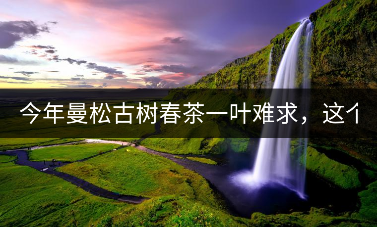 今年曼松古樹春茶一葉難求，這個(gè)鍋真不該茶商背!