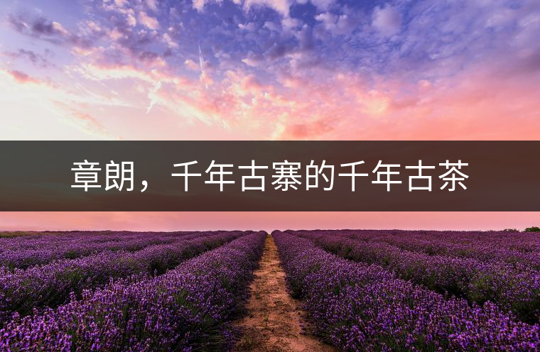 章朗，千年古寨的千年古茶