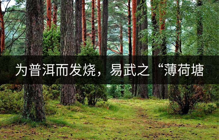 為普洱而發(fā)燒，易武之“薄荷塘