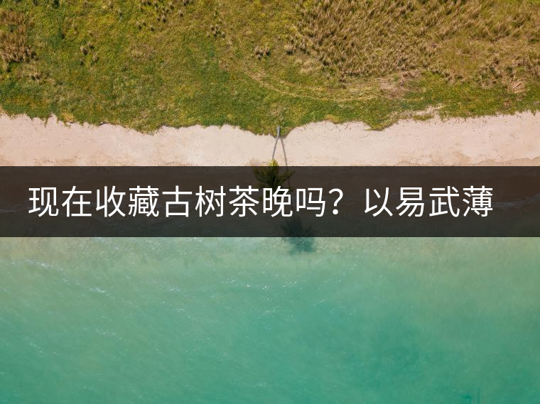 現(xiàn)在收藏古樹茶晚嗎？以易武薄荷塘古樹茶為例