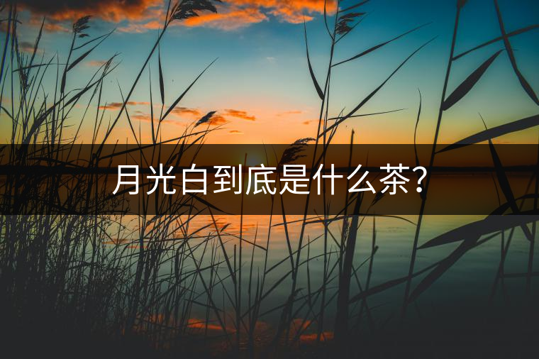 月光白到底是什么茶？