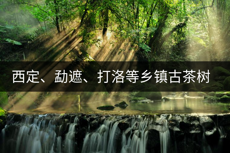 西定、勐遮、打洛等鄉(xiāng)鎮(zhèn)古茶樹(shù)資源