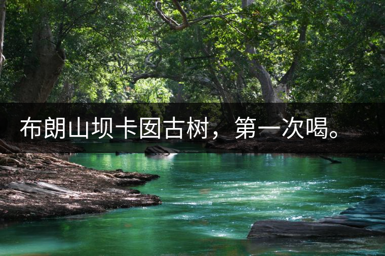 布朗山壩卡囡古樹，第一次喝。感覺不錯，這茶不苦