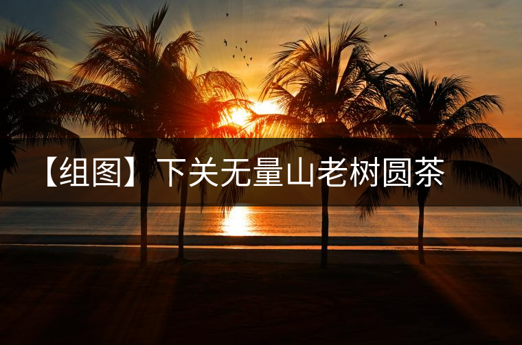 【組圖】下關(guān)無(wú)量山老樹圓茶開湯 【組圖】下關(guān)無(wú)量山老樹圓茶開湯