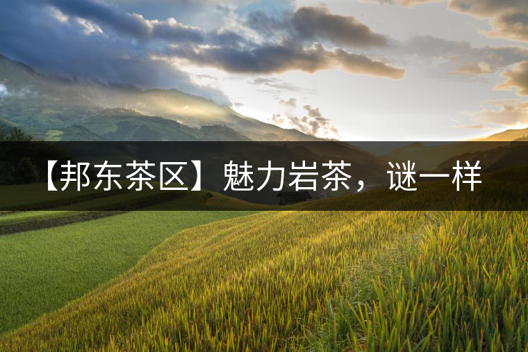 【邦東茶區(qū)】魅力巖茶，謎一樣的邦東！