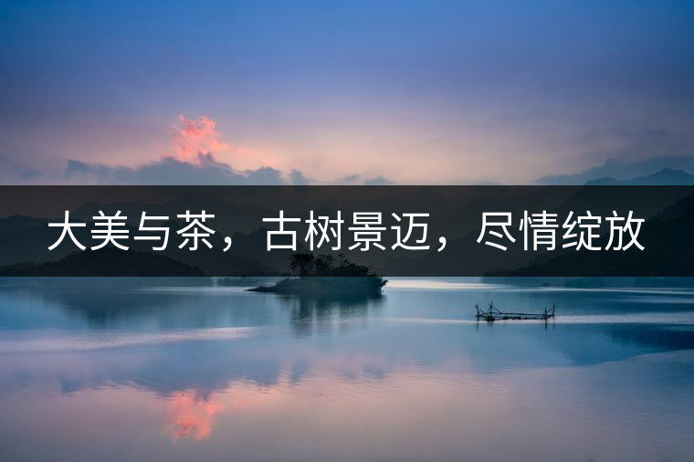 大美與茶，古樹景邁，盡情綻放