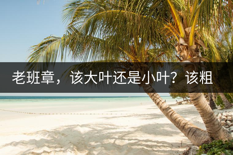 老班章，該大葉還是小葉？該粗老還是細(xì)嫩？