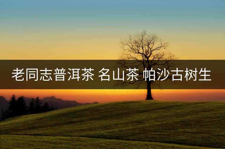 老同志普洱茶 名山茶 帕沙古樹(shù)生 2017年開(kāi)湯