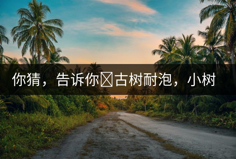 你猜，告訴你?古樹耐泡，小樹、臺地不耐泡都是什么心理？