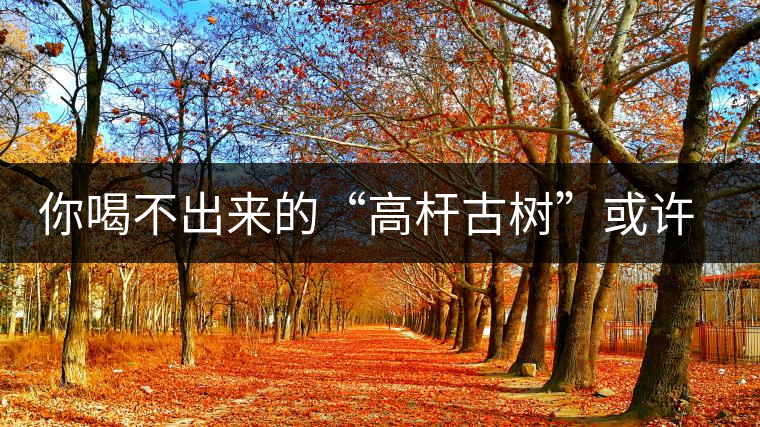 你喝不出來(lái)的“高桿古樹(shù)”或許就是一個(gè)偽概念、偽命題