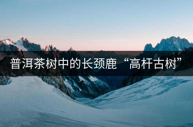 普洱茶樹中的長(zhǎng)頸鹿“高桿古樹”！