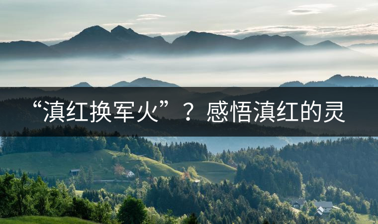 “滇紅換軍火”？感悟滇紅的靈與性！