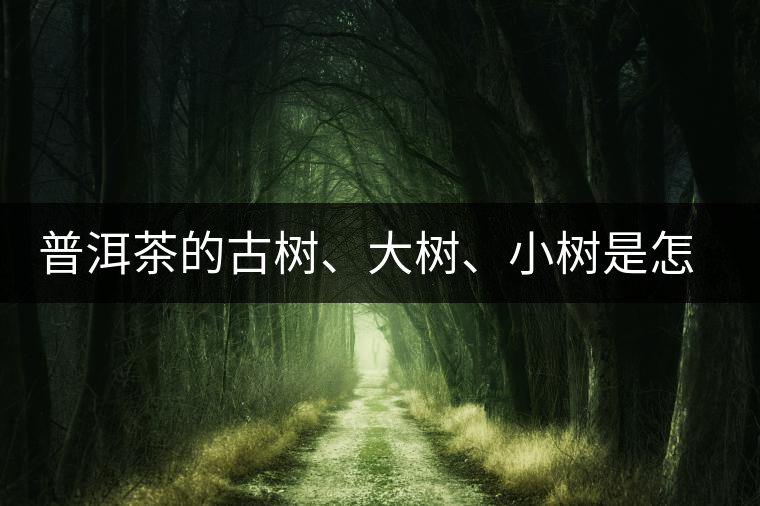 普洱茶的古樹(shù)、大樹(shù)、小樹(shù)是怎樣劃分的？