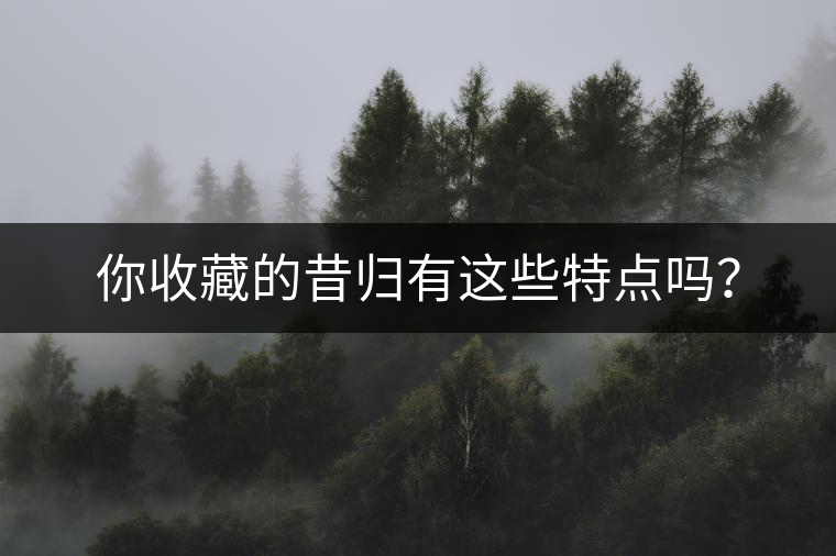 你收藏的昔歸有這些特點(diǎn)嗎？