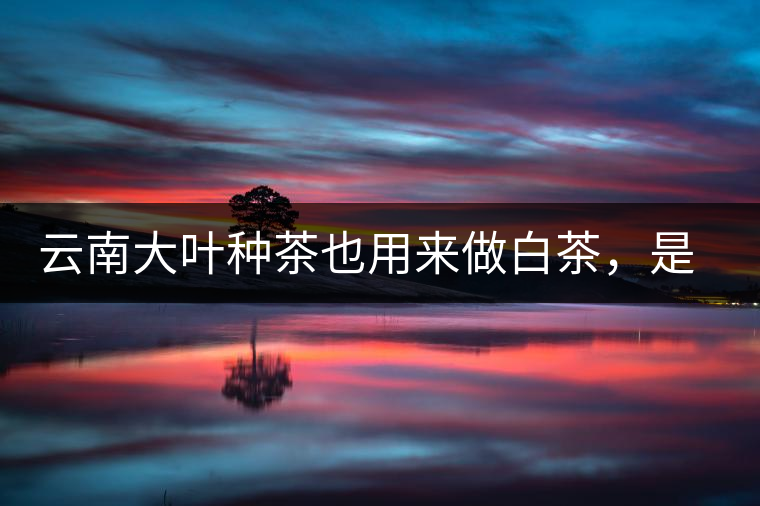 云南大葉種茶也用來(lái)做白茶，是真的好喝嗎？