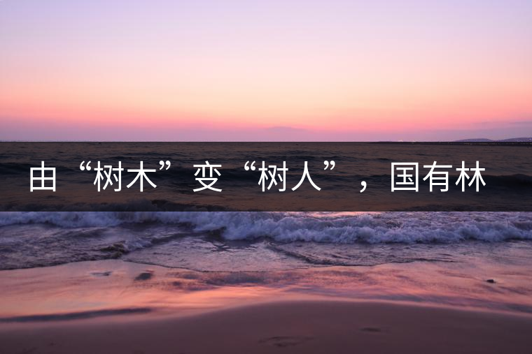 由“樹木”變“樹人”，國有林普洱茶為什么越來越受歡迎？