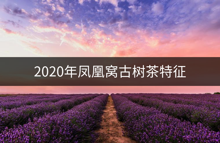 2020年鳳凰窩古樹茶特征