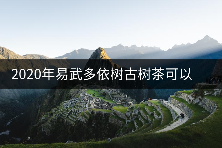 2020年易武多依樹古樹茶可以媲美薄荷塘的微茶區(qū)