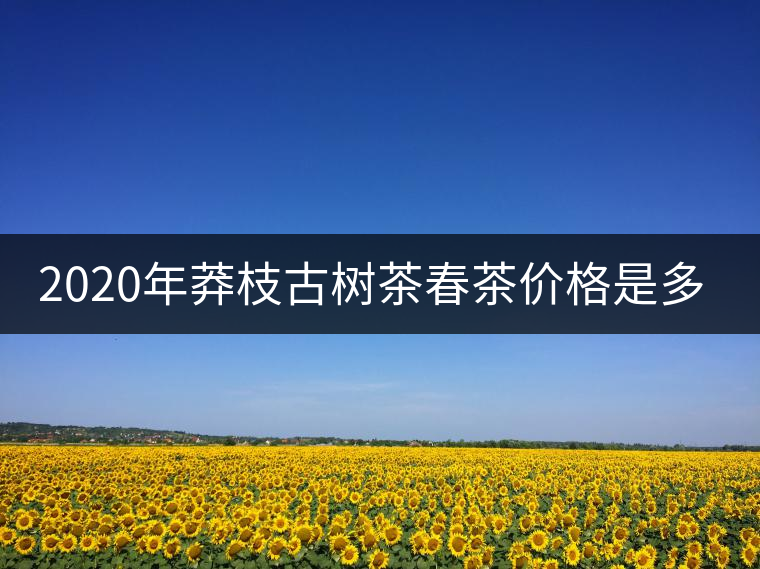 2020年莽枝古樹茶春茶價格是多少錢？