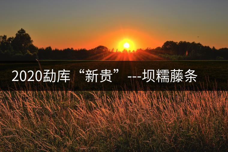2020勐庫(kù)“新貴”---壩糯藤條茶，是如何一夜爆紅的？